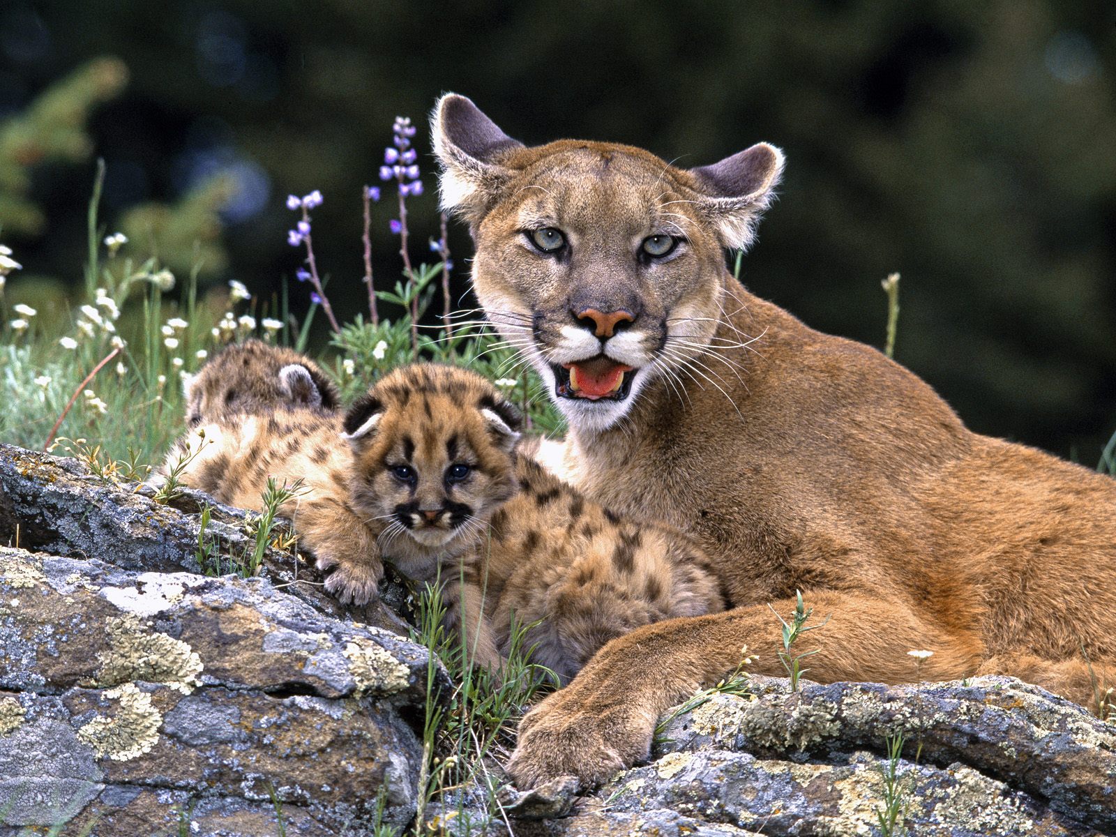 Wildlife Wednesday: Concolor