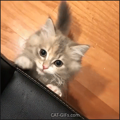 Cute Kitten GIF • Adorable Kitty standing up meowing hard. “Hey Mom, pay attention to me!” Cute Kitten GIF • Adorable Kitty standing up meowing hard. “Hey Mom, pay attention to me!”