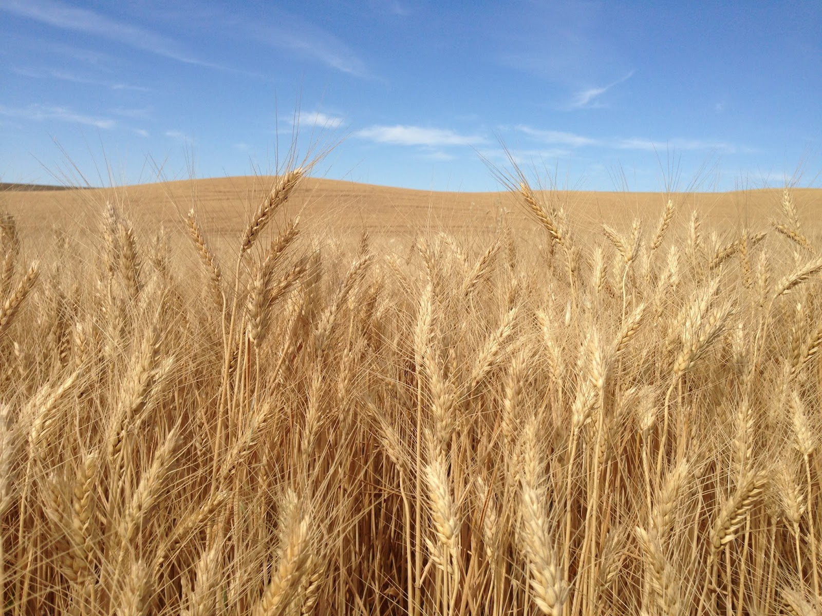 Joseph's Grainery What is Soft White Wheat?