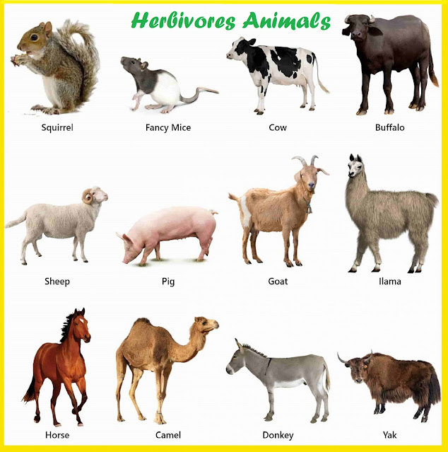 Herbivorous Animals Names List of Herbivorous Animals pictures with names