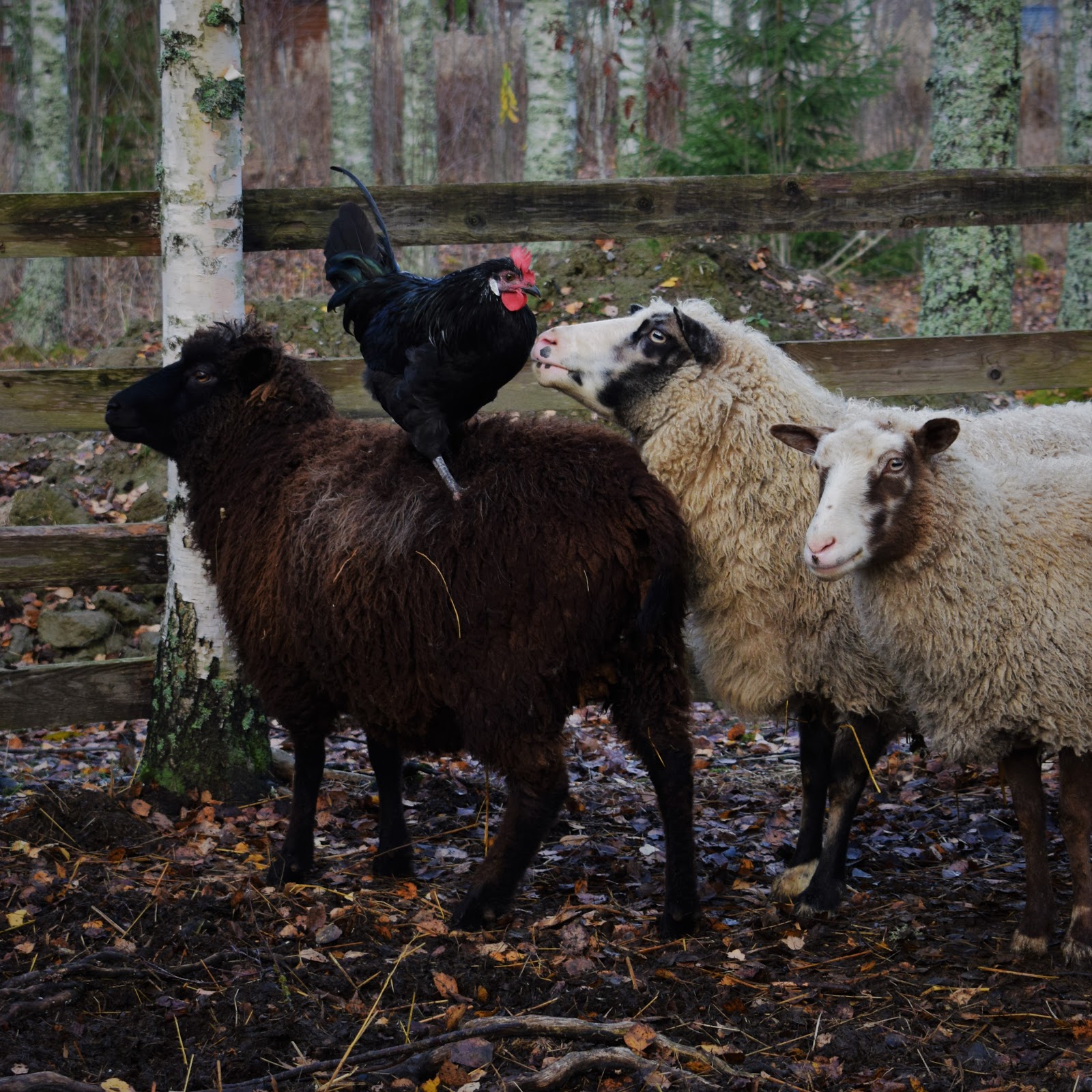 Paras anime porno sivusto