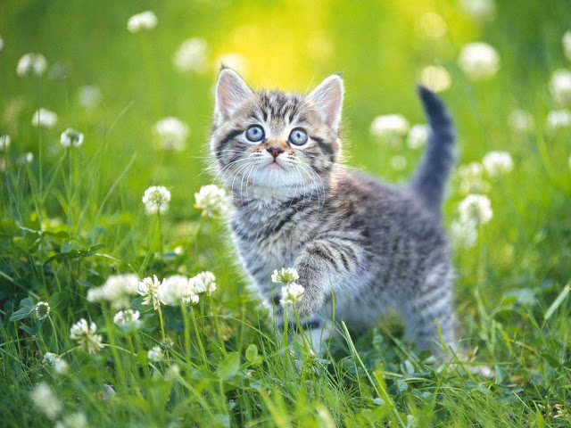 اجمل صور قطط كيوت ، صور قطط جميلة hd | اجمل صور القطط في العالم 2020