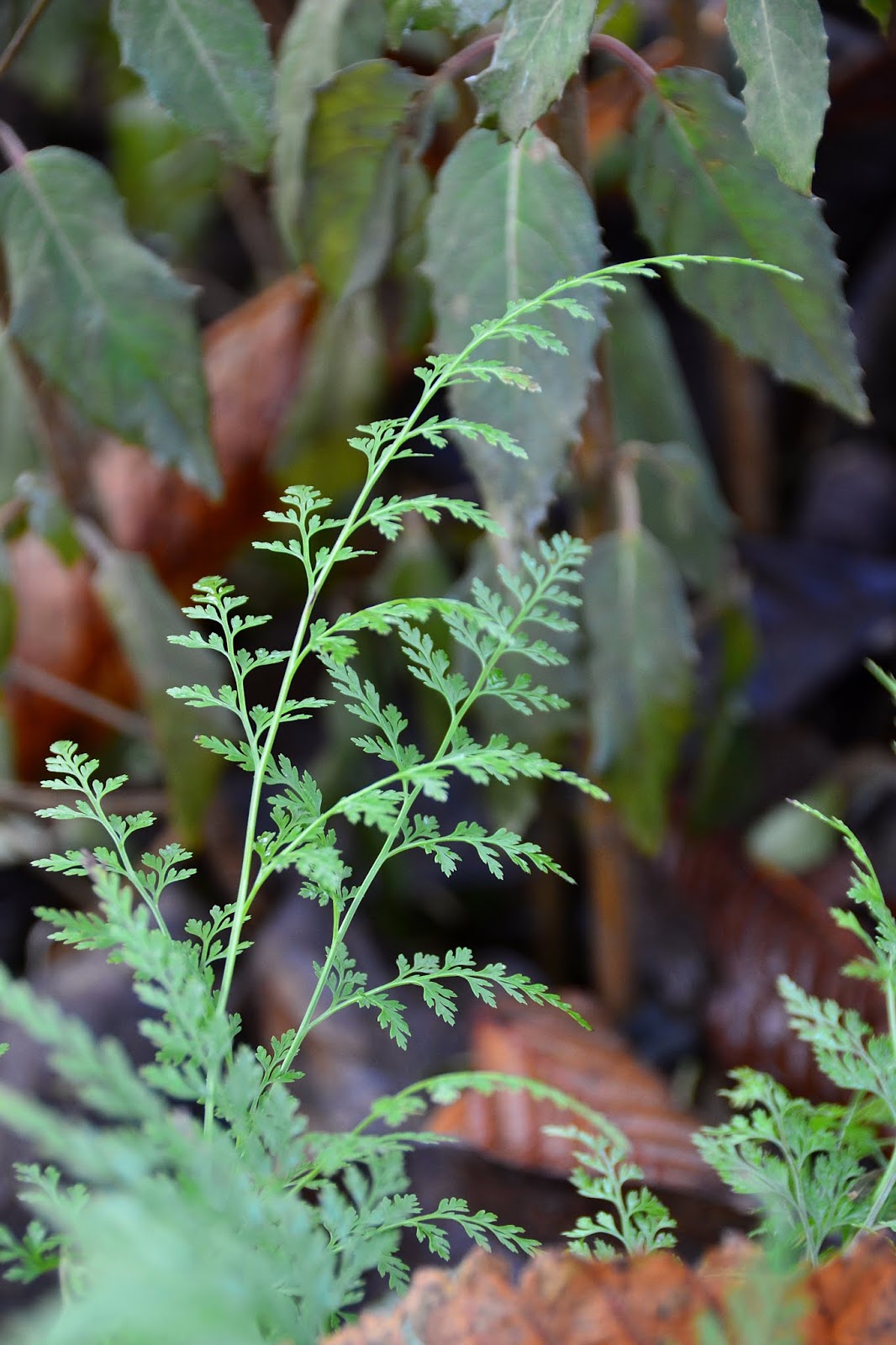 Ma Planete Jardin Le Pittosporum Tenuifolium Panache Un Arbuste
