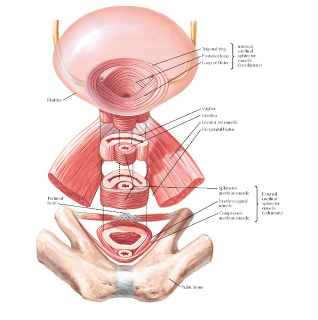 Female Sphincters Anatomy