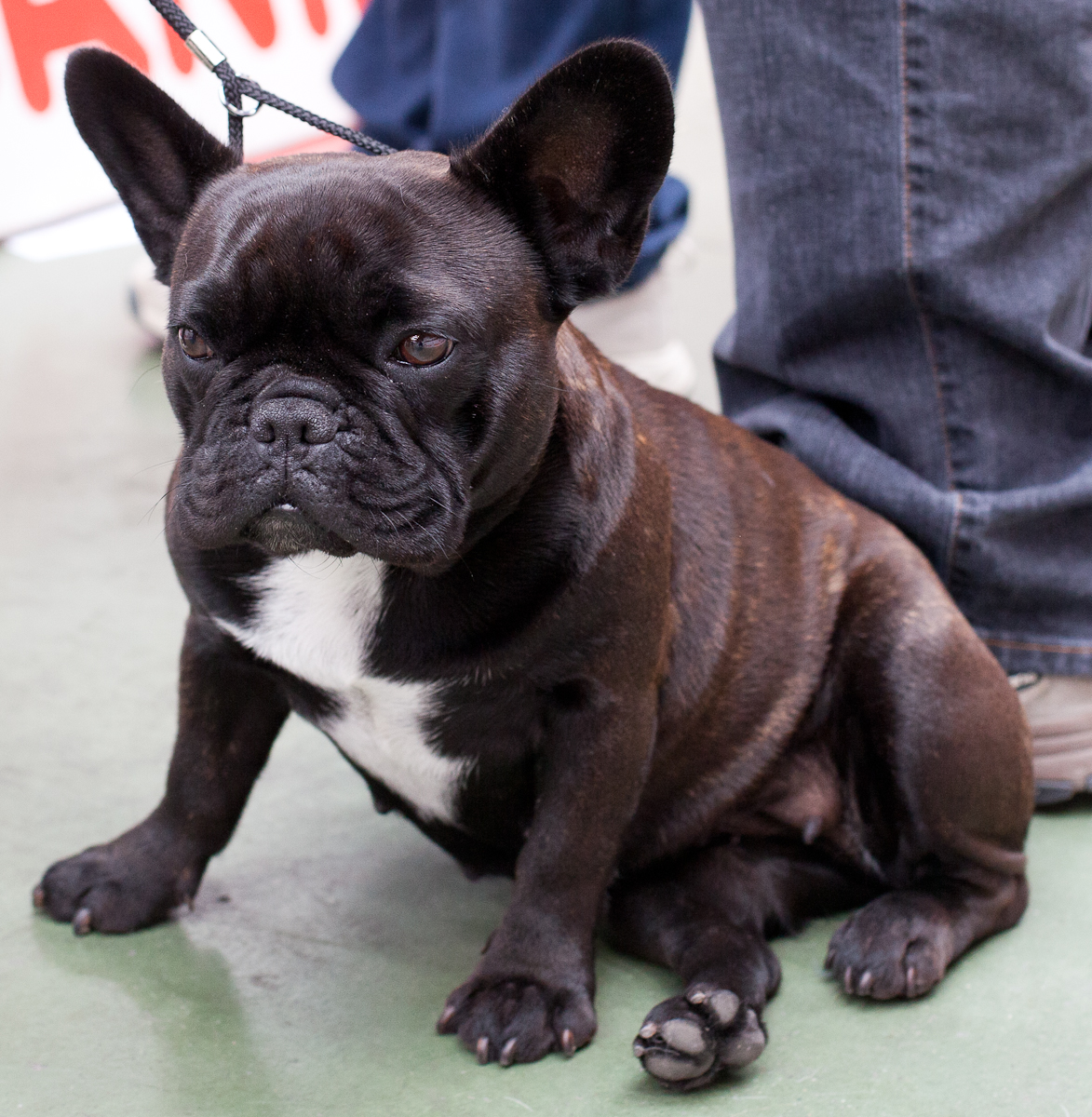 RIVIERA DOGS: Frenchie