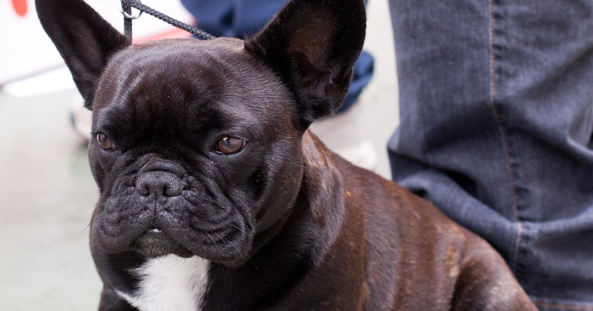 RIVIERA DOGS: Frenchie