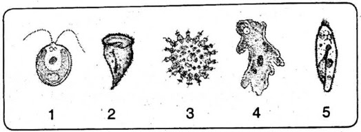 Perhatikan gambar berikut! Di antara Protozoa di atas yang termasuk