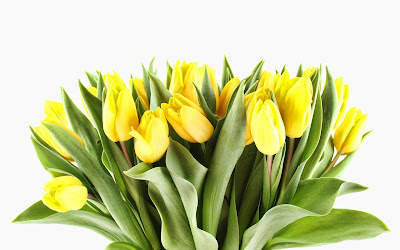 yellow tulips widescreen hd wallpaper
