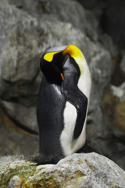 penguin images