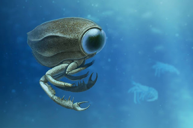 На рисунке — реконструкция внешнего облика одного из самых необычных ракообразных, когда-либо обитавших в морях нашей планеты, — Dollocaris ingens из класса Thylacocephala.