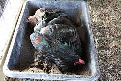 chicken coop need much run natural space perches sleeping flock keeping bath