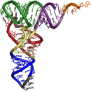 tRNA'nın yapısı