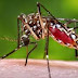 Chikungunya atinge 35 cidades baianas
