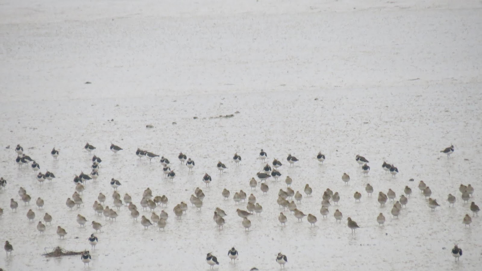 Birding The Selsey Peninsula 2019