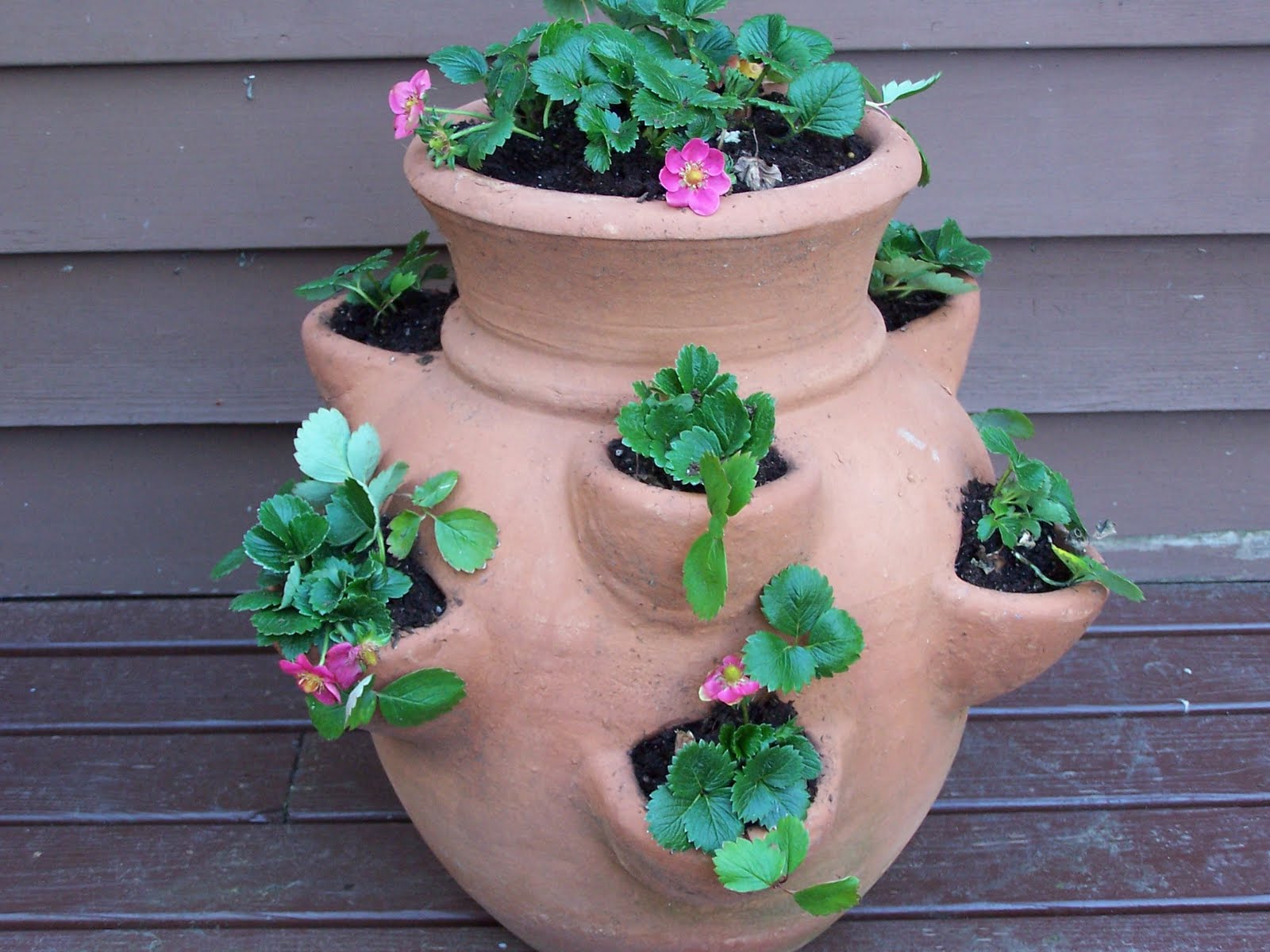 Beatrice Euphemie Strawberry Pots