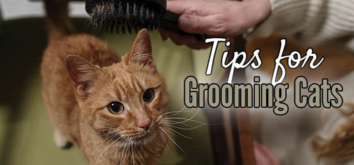 The Purrfect Groom Cat Grooming Tips