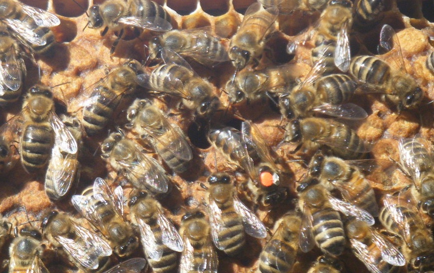 Dot Russian Bee Breeders 107