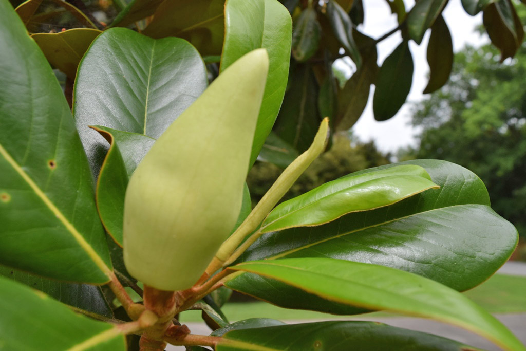 MARIETTE'S BACK TO BASICS {Magnolia Stages}