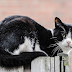 Domestic cat has a slow brain but rapid reflexes