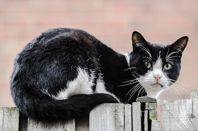 Domestic cat looks disdainfully at photographer