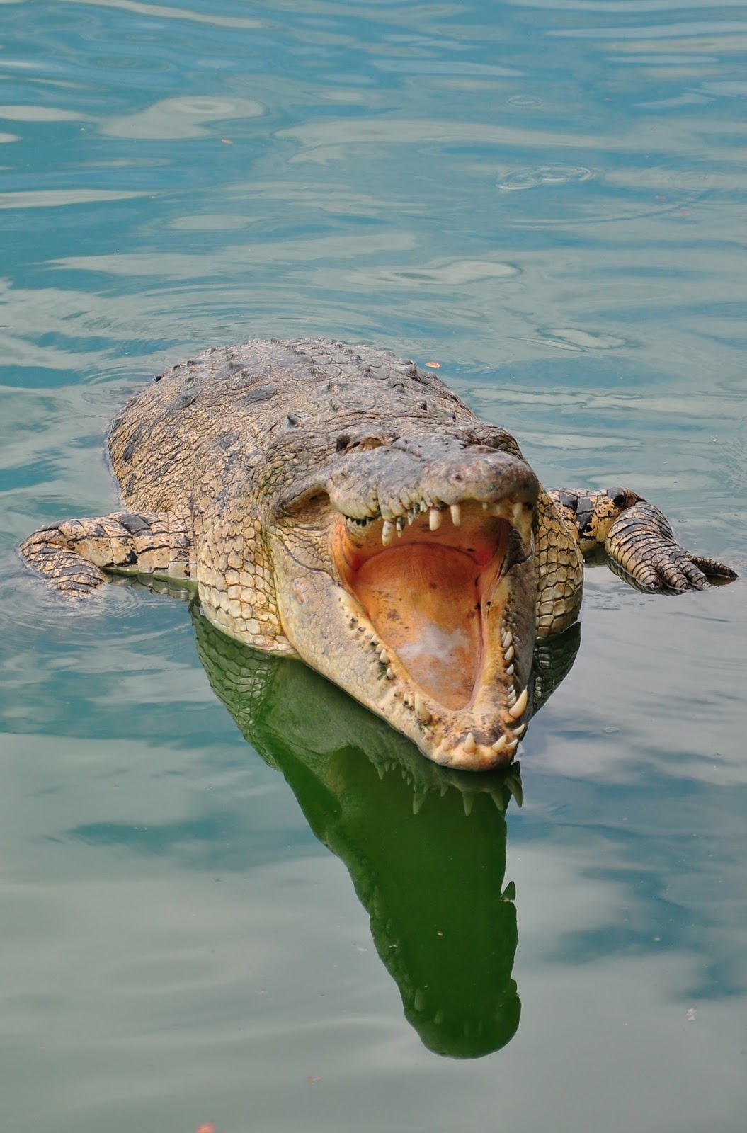A picture of a crocodile with mouth wide open.