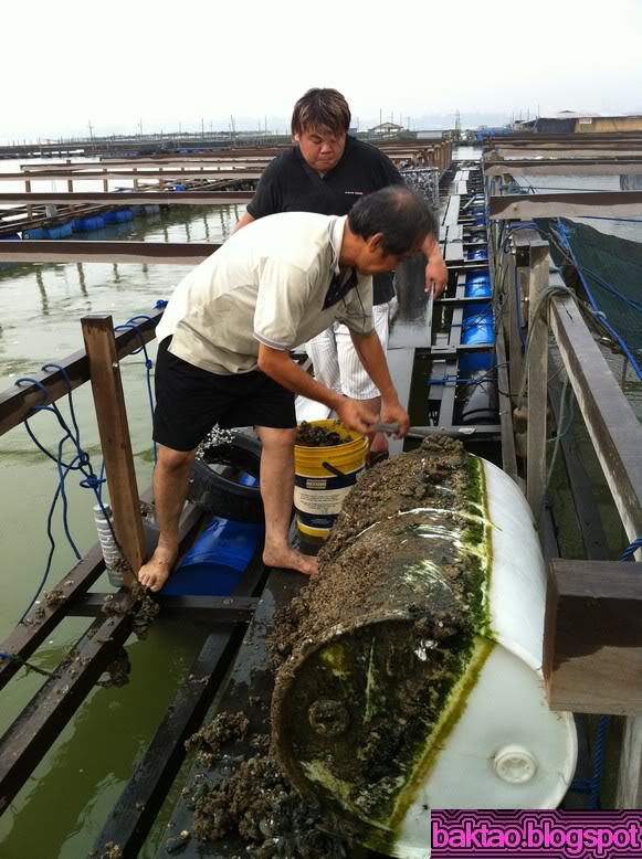 Lim Chu Kang Fish Farm Kelong Fishing in Singapore