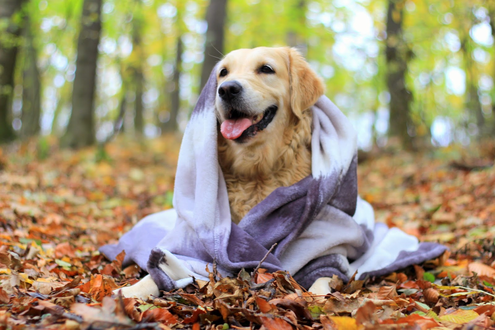 Złoty Pies: 6 lat razem