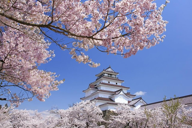 Tsuruga Castle and colorful cherry blossoms