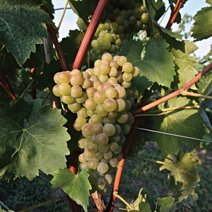 Turbiana grapes of Lugana