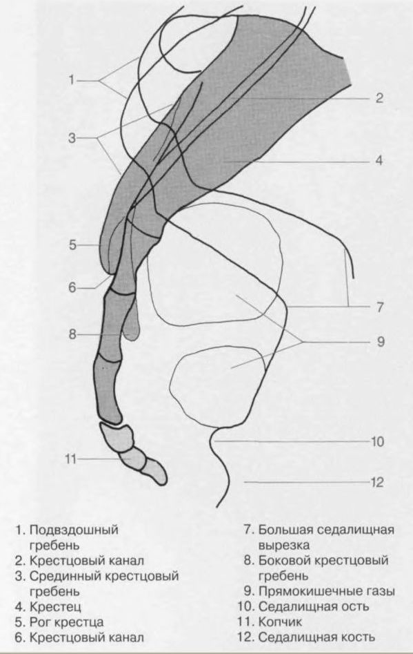 Инкарнационный крест правоугольный сфинкса