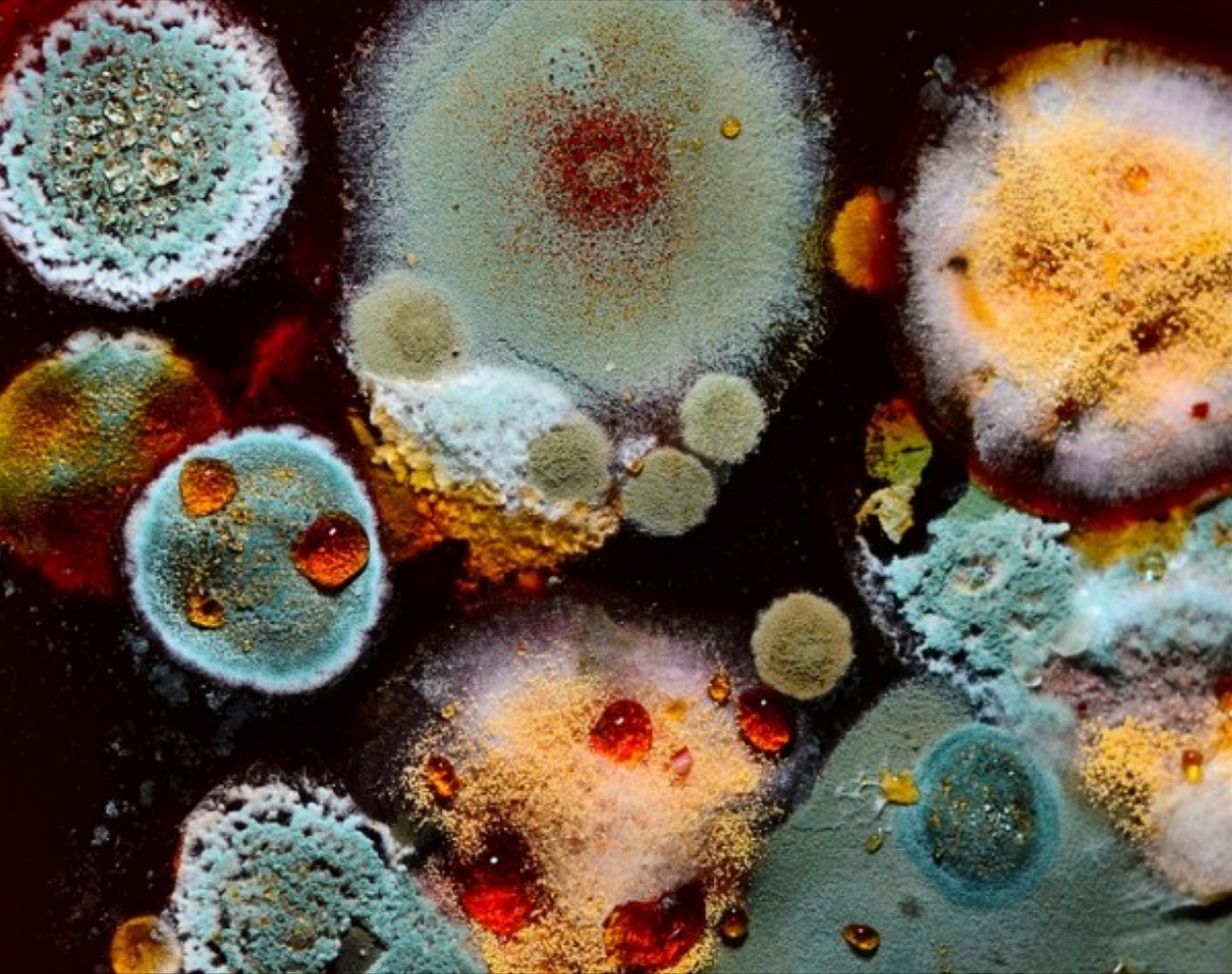 Вирус споры грибов. Плесневые грибы аспергиллус. Микроскопические мицелиальные грибы. Микроскопические плесневые грибы. Мицелиальные грибы микробиология.