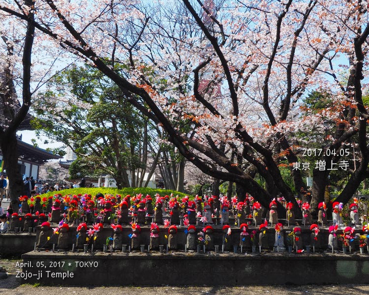 増上寺の桜