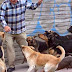 En Purranque proponen canil municipal para perros en situación de calle [Fotos y Videos]