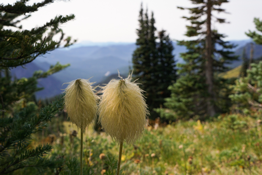 Pasqueflower seedheads