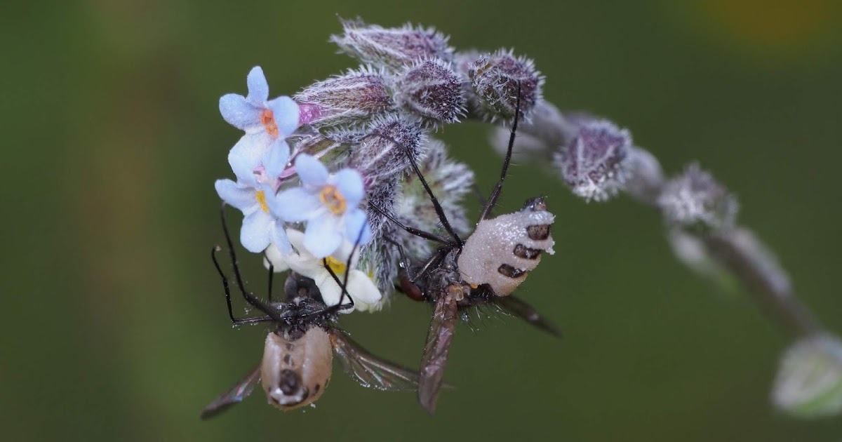 T研究室 ハエカビ目、白花のカラスノエンドウ