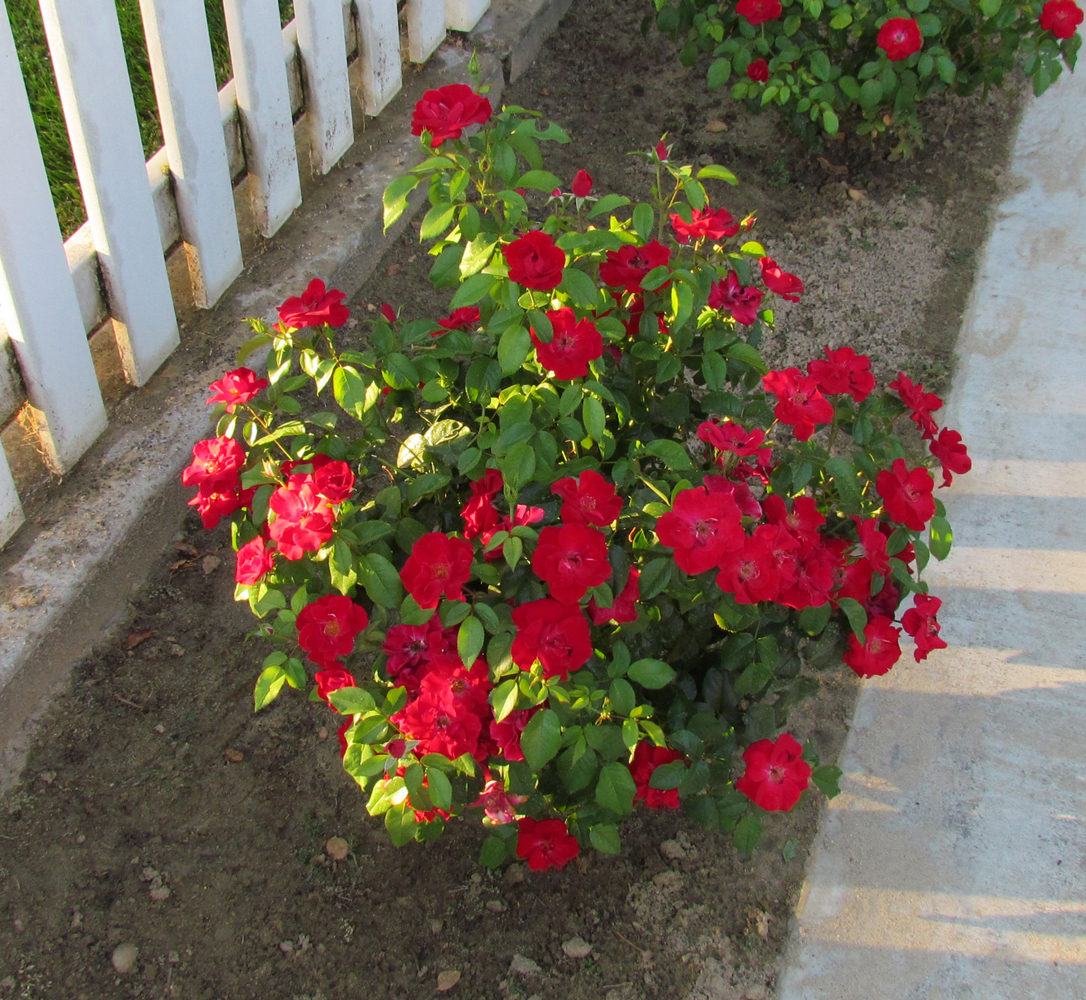 Rose Hybridizing 'Thrive!' Drive