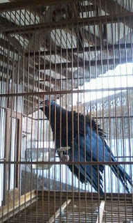 Indonesia Kicau Mania