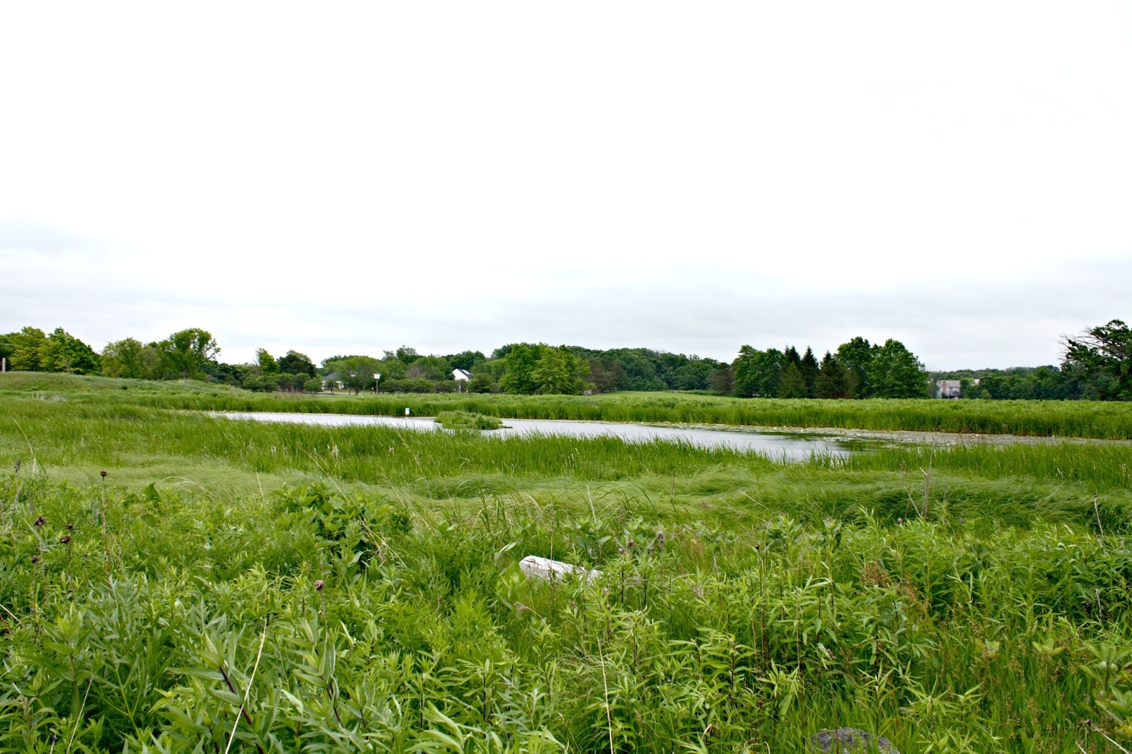 A Little Time and a Keyboard A Summer Walk at Flint Creek Savanna {Lake Barrington}