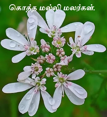Coriandrum_sativum_flower