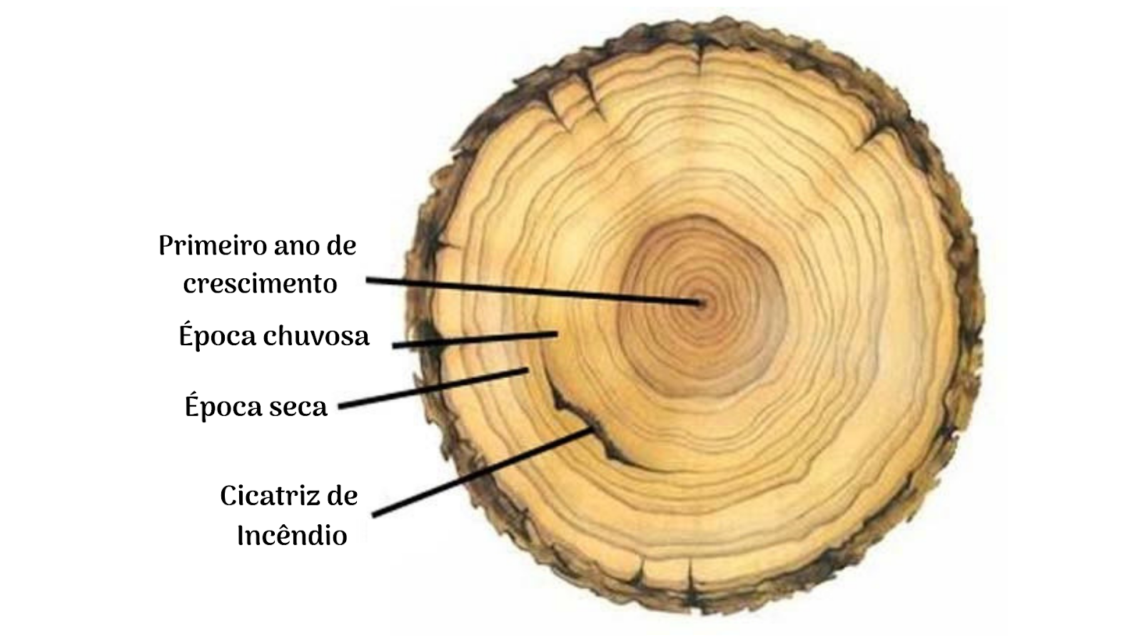 Dendrologia Estudando O Passado Atrav s Das rvores Florestal Brasil
