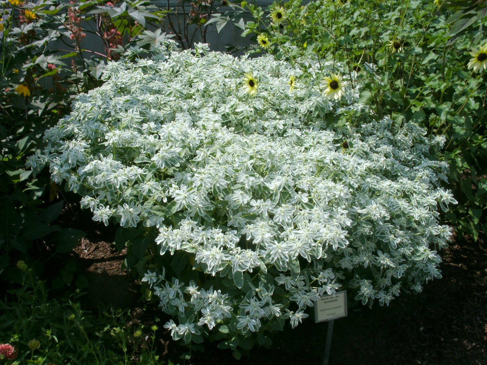 Horticulture Gardens Today Snowonthemountain