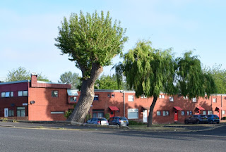 A recently pruned tree on Welbeck Road growing a new crown