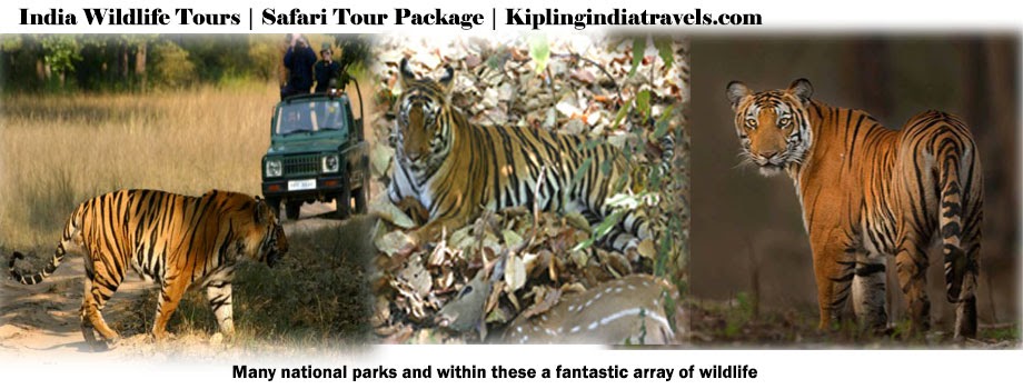 India Wildlife Tours | Wildlife Safari Tour | India Tours