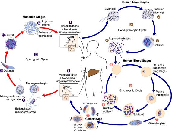Malária plazmodium sporogony - fertőzési forrás - Malária plazmodium sporogony