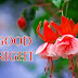 Top 10 good night Greetings, Pictures for Whatsapp and bestwishespics