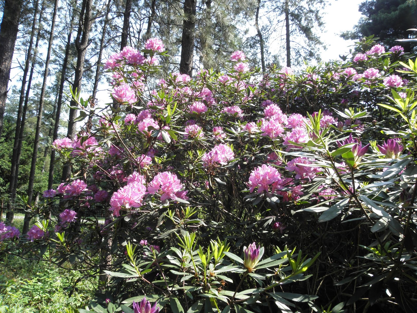 Tele Kertem Kicsi Konyham Rhododendron Viragzas A Jeli Arboretumban