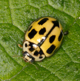 14-Spot Ladybird, Propylea quattuordecimpunctata.  Joyden's Wood, 12 May 2012.
