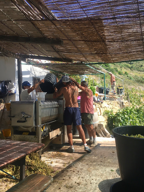 La Vendemmia {The Wine Harvest on the Island of Ponza} 