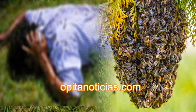 Abuelo de 95 años muere luego de ser atacado por una colmena de abejas en Pitalito. 