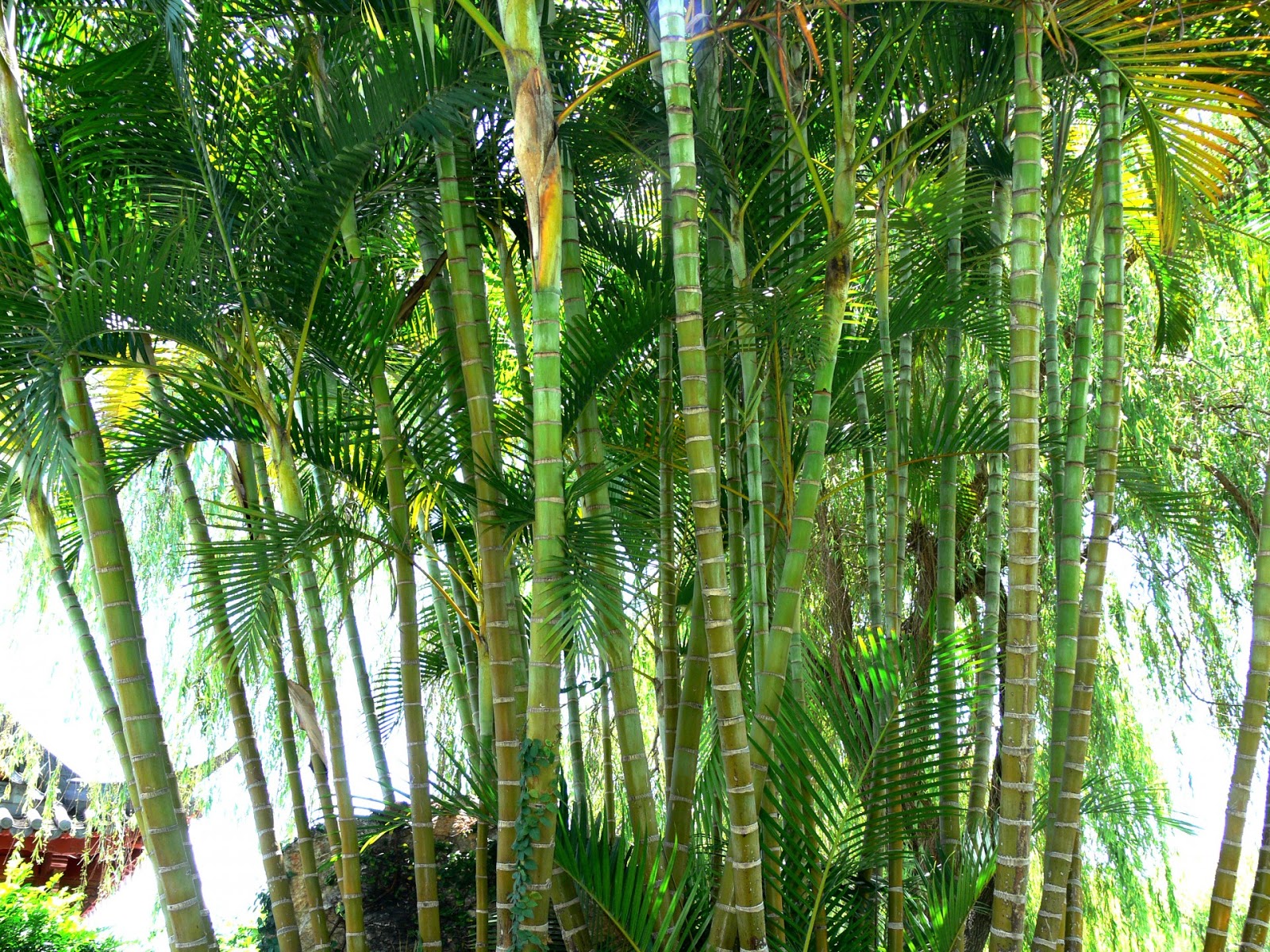 Chamaedorea seifrizii Palem Bambu Tanaman  Indoor  yang 